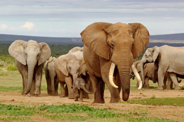 Tout savoir sur la disparition des espèces animales