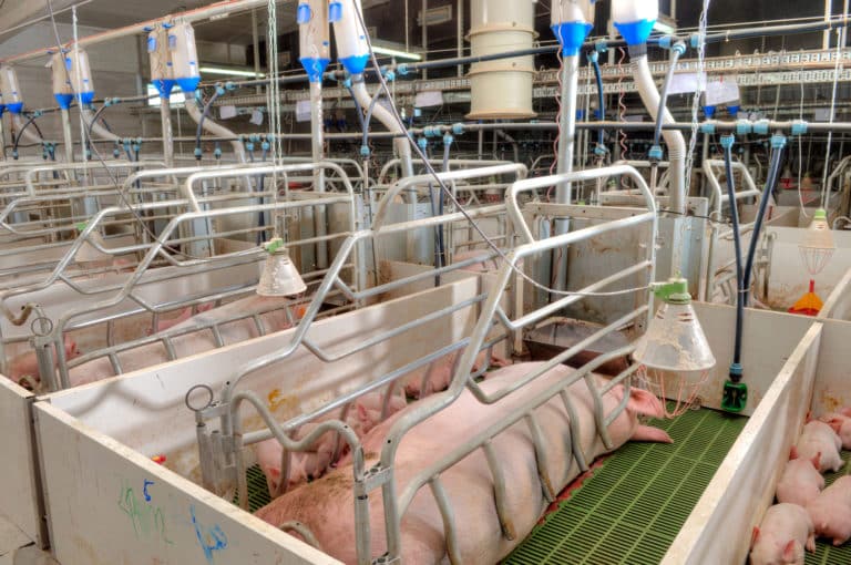 Tout savoir sur les conséquences de l’élevage industriel sur l’environnement