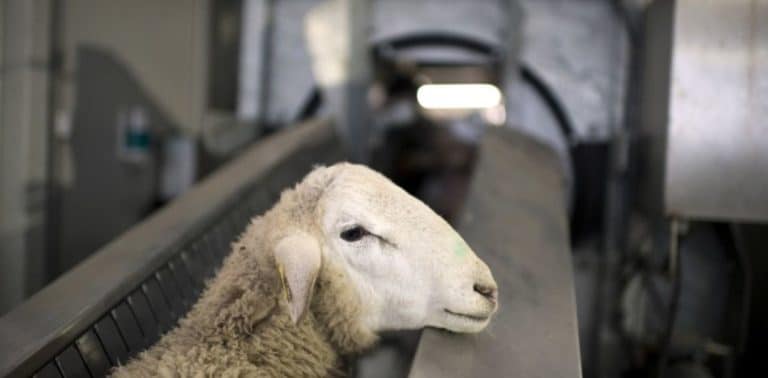 Les animaux face à une disparition de grande envergure